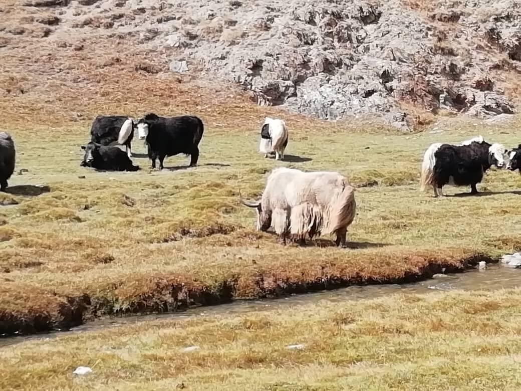 Day 4 - Song-Kul to Tash-Rabat